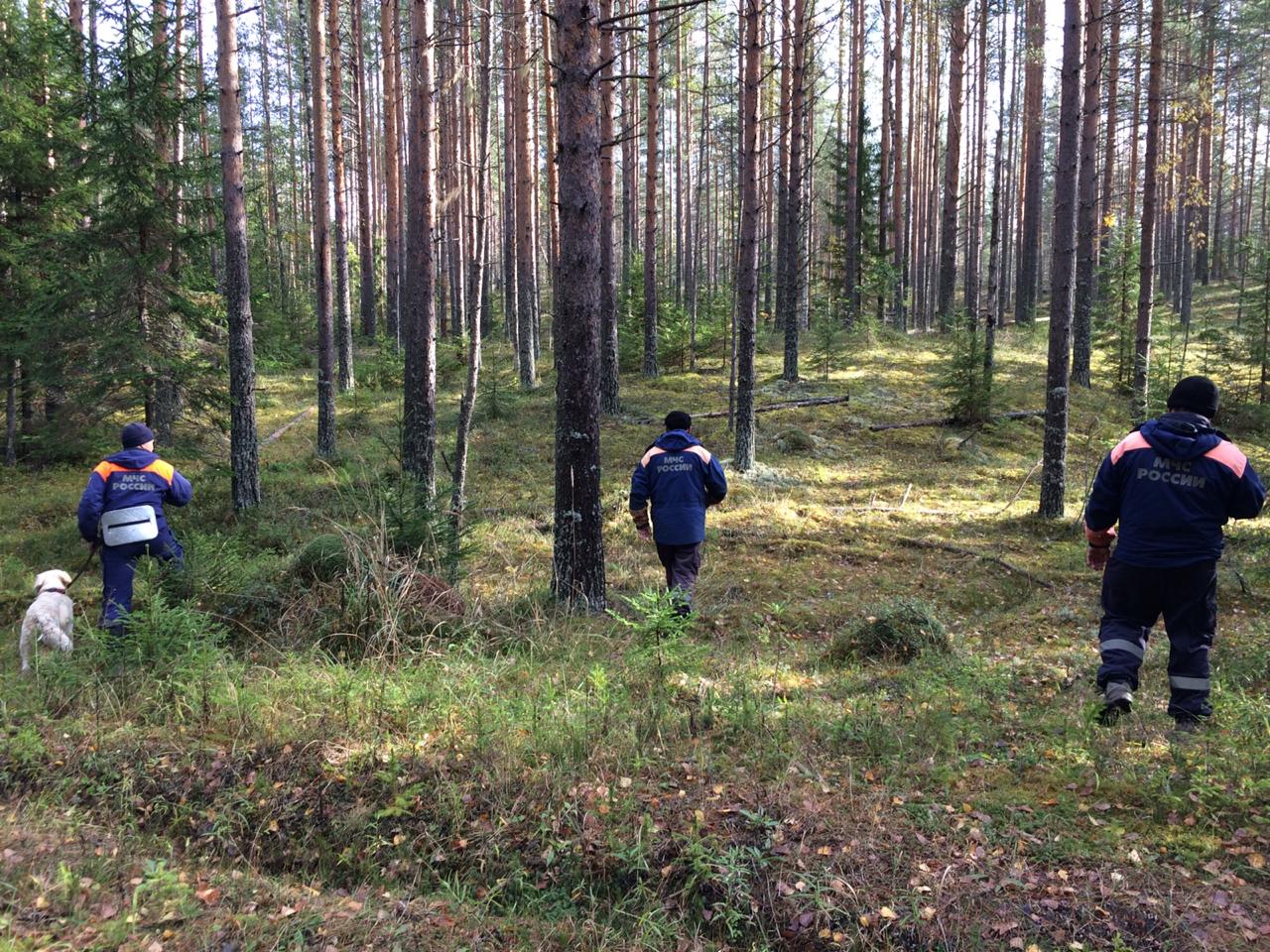 Как найти в лесу. Поиски в лесу. Ищут в лесу. Поиски в лесу Вологодский район. МЧС поиски в лесу.