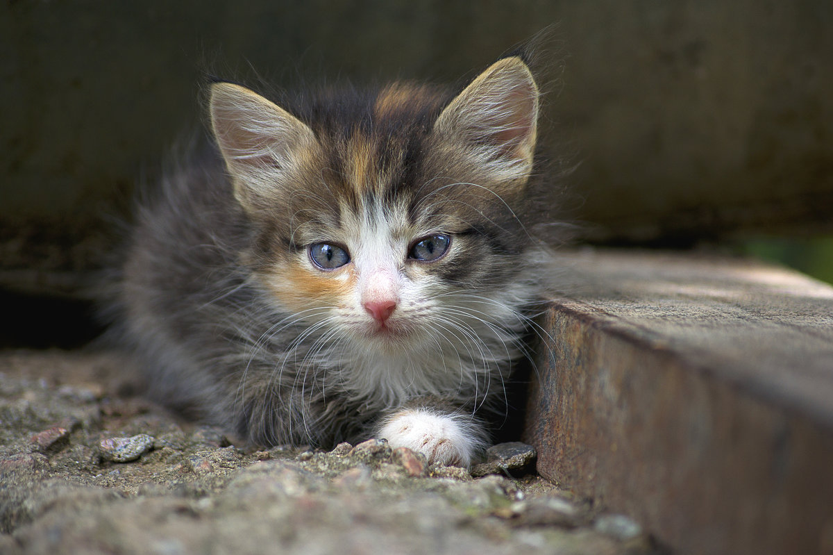 Фото бездомных кошек