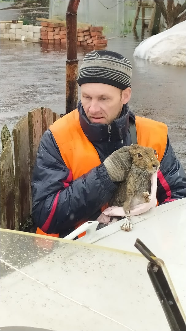 Заяц спасен