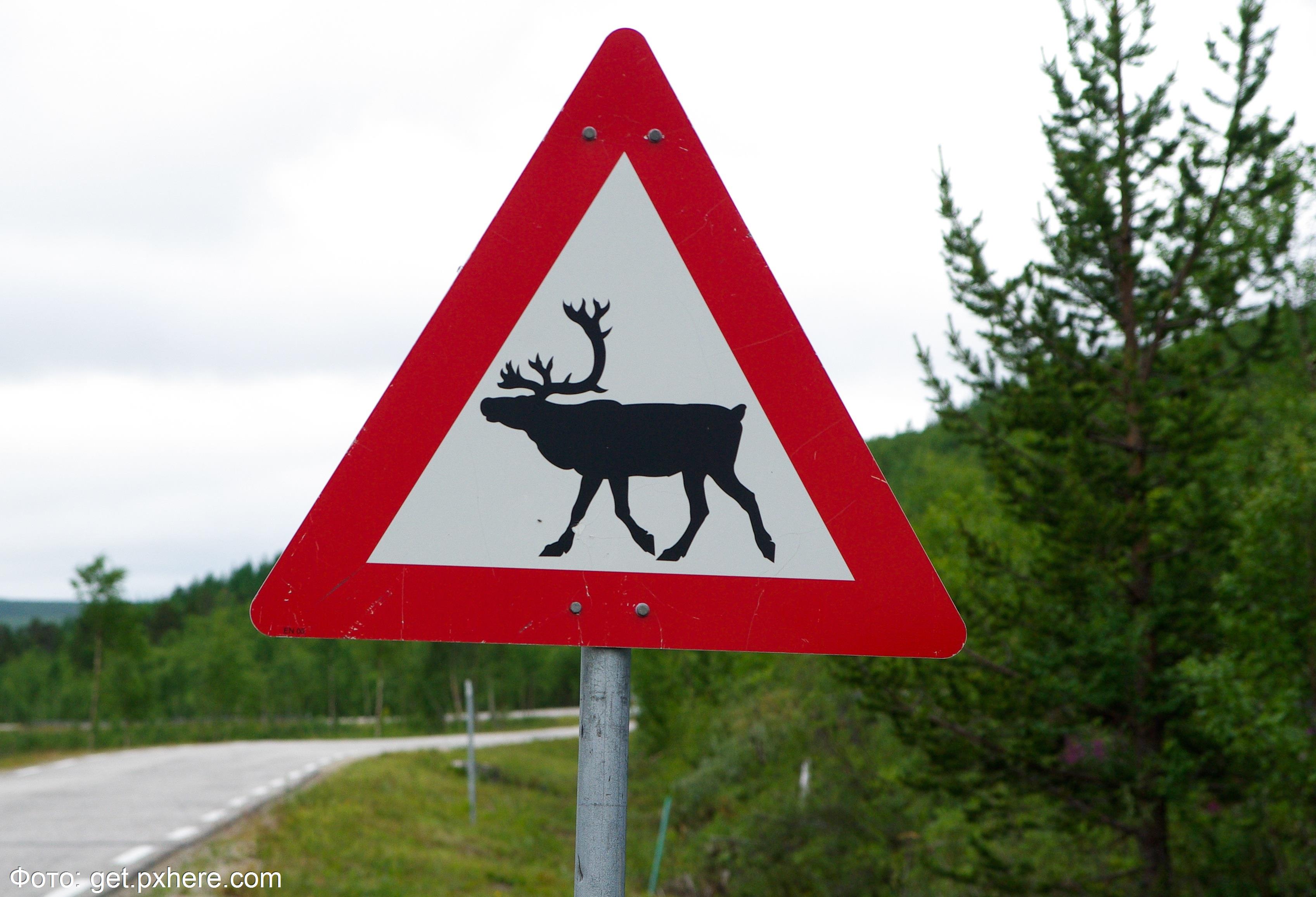 Дорожный знак олень. Знак животные на дороге. Дорожный знак осторожно животные. Дорожные знаки про животных.