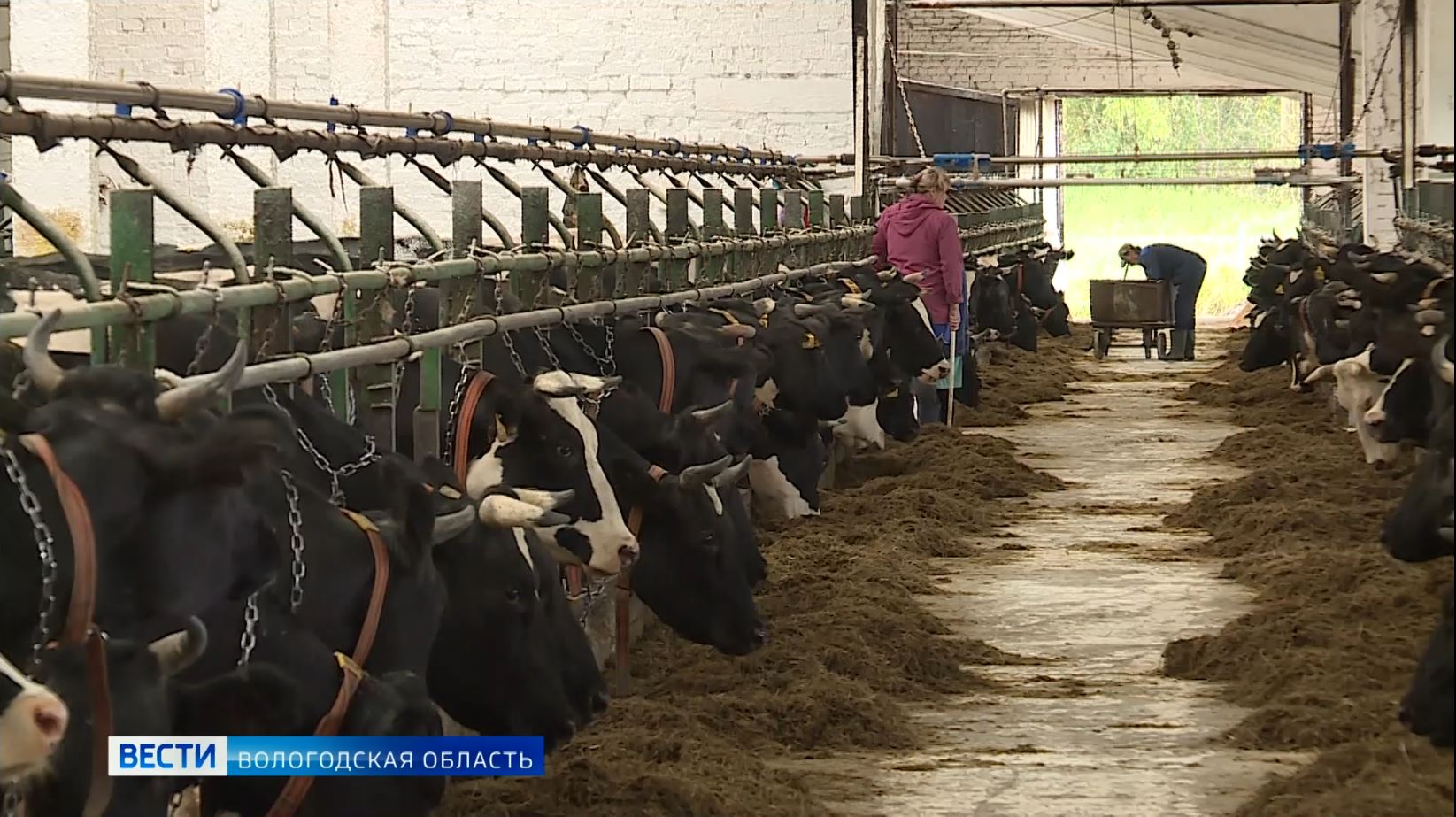 Погода вологда молочное на 10 дней. Производство молока Вологда.